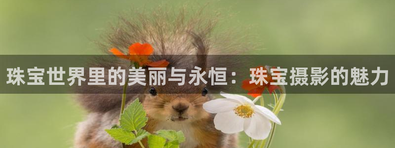东莞天宏娱乐:珠宝世界里的美丽与永恒:珠宝摄影的魅力